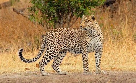 Leopard and Leopard Hunting in Africa. Part I: Threats, Habits, Where ...