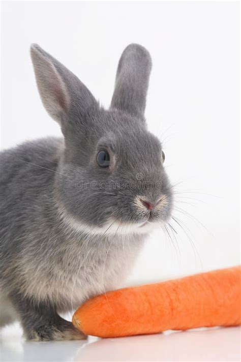 Rabbit - coney stock photo. Image of coat, rabbit, jack - 626012