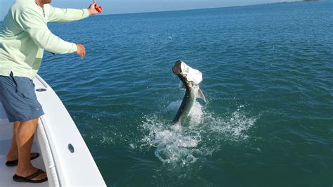 5 Fascinating Facts About Tarpon - Naples Saltwater Fishing