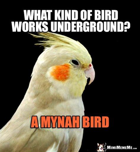 75 best Funny Bird Memes images on Pinterest | Funny birds, Hilarious ...