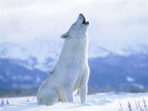 Snow Wolf Wallpapers - Top Free Snow Wolf Backgrounds - WallpaperAccess