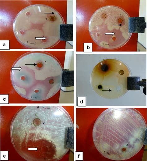 Susceptibility/tolerance of selected bacteria (a B. cereus; b S ...