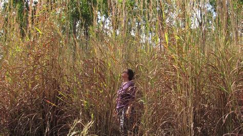 Invasive Weed Threatens Australia’s Northern Territory | The Pew ...