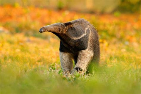 Giant anteaters are forced to roam in search of cooling forests | New ...