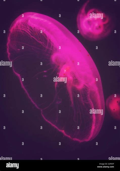 Moon jellyfish pink purple in an aquarium Stock Photo - Alamy