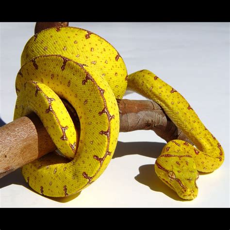 Baby Jayapura Green Tree Python - Reptiles For Sale