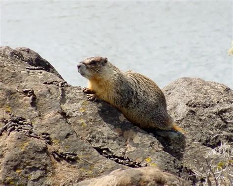 Yellow-Bellied Marmot - Facts, Diet, Habitat & Pictures on Animalia.bio