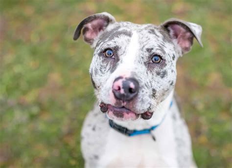 Catahoula Bulldog Pictures - AZ Animals