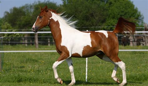 A Look at Pinto Horse Breeds - Helpful Horse Hints