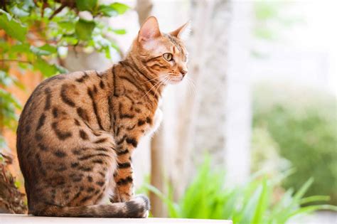 7+ Facts About Bengal Cats [Personality, History, Health & More]