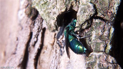 Cuckoo Wasp Chrysis - North American Insects & Spiders