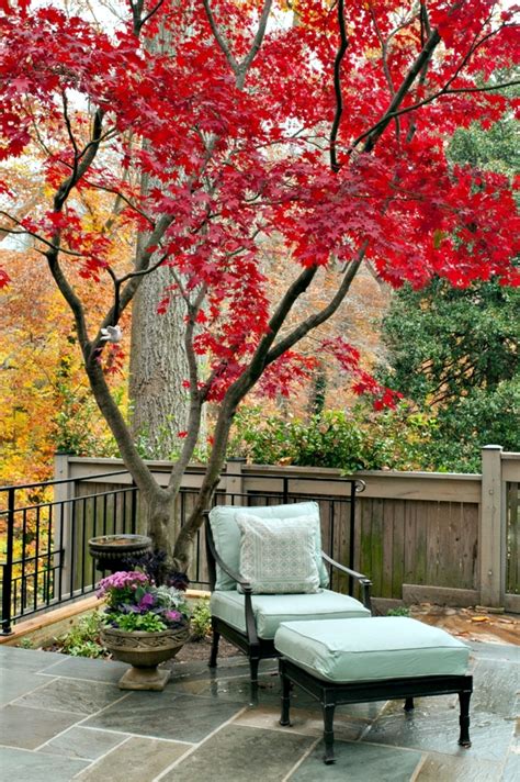 Small Garden Shade Trees - Garden Design Ideas