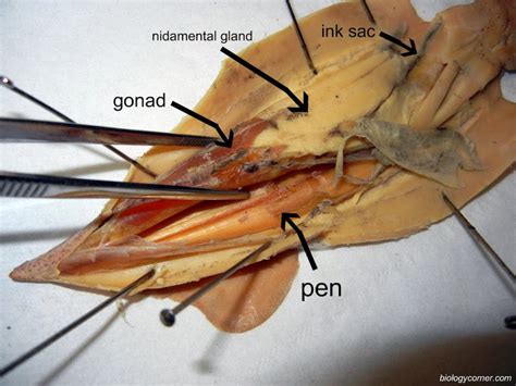 goniatite « paleoaerie