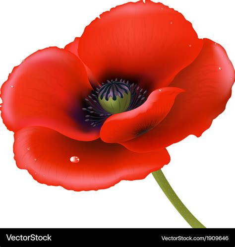 Red poppy Royalty Free Vector Image - VectorStock