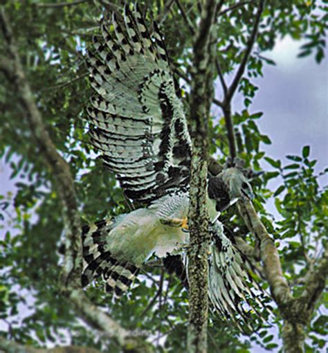 travel: Harpy eagle nest spotted in Honduras!