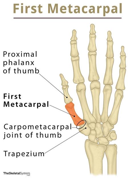 First Metacarpal: Definition, Location Anatomy, Diagram