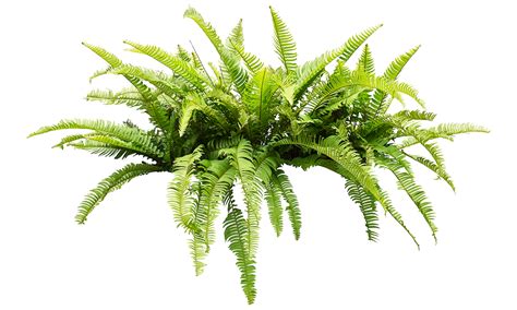 How To Keep a Fern Alive | 1 Million Women