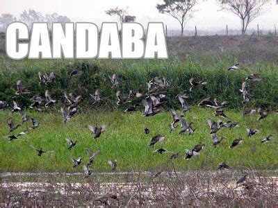 Pampanga: Birdwatching at the Candaba Bird Sanctuary | Ivan About Town