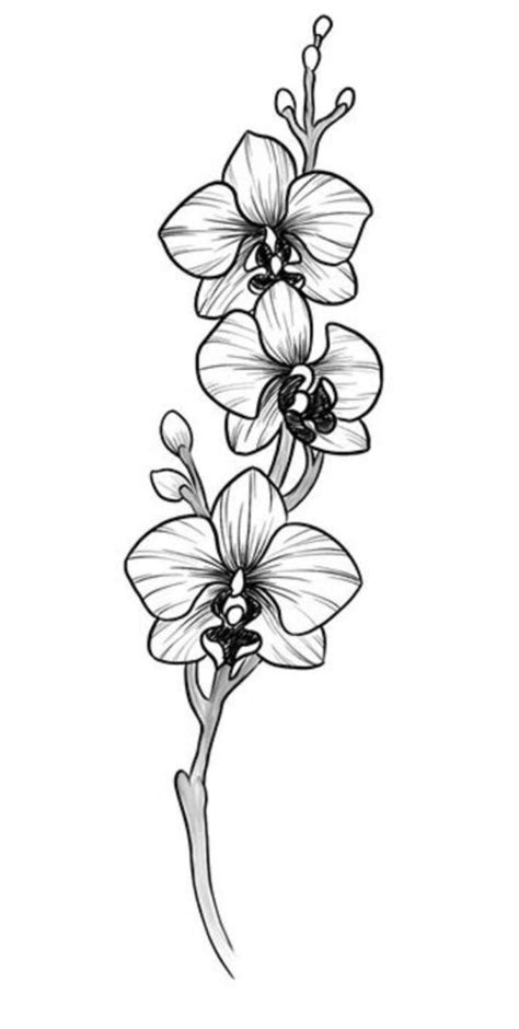 220 Unparalleled Orchid Tattoo Designs With Meanings (2022 ...