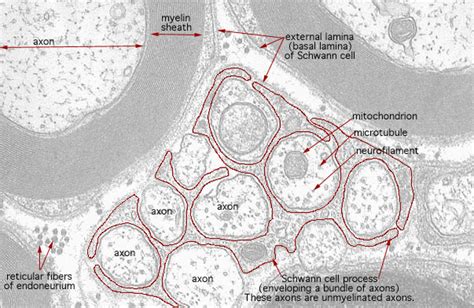 Myelinated Axon Histology