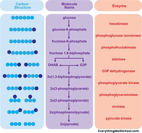 Glycolysis All Steps With Diagram Enzymes Products