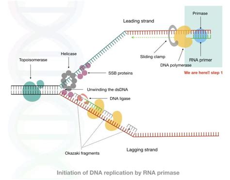 Meet DNA Primase: The Initiator Of DNA Replication