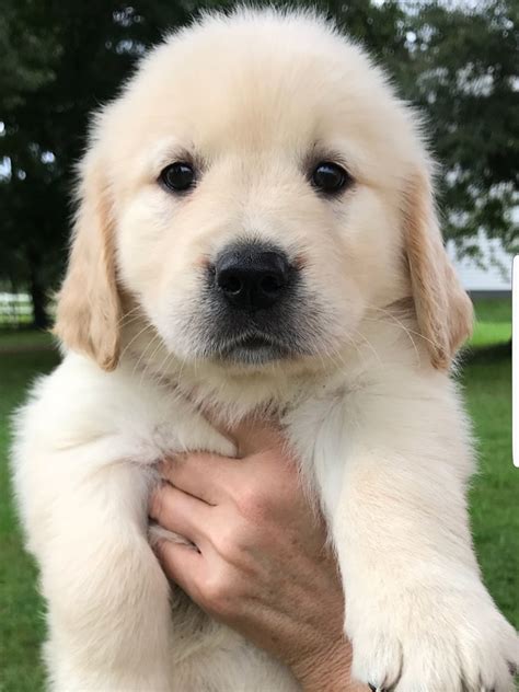 Golden Retriever Puppies For Sale | Pottstown, PA #283375