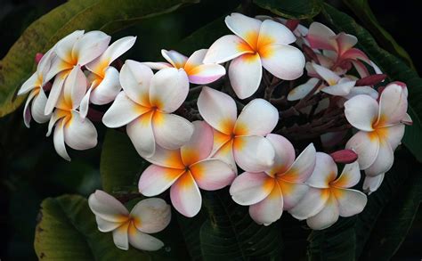 White Flowers with Orange Core image - Free stock photo - Public Domain ...