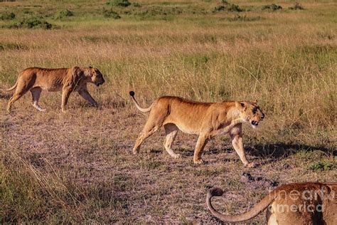 Lionesses on a hunting lesson Photograph by Cami Photo