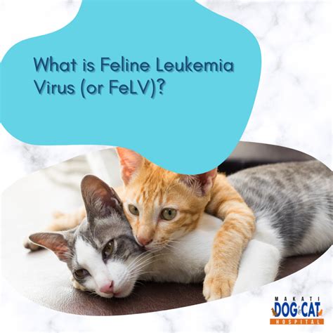 What is Feline Leukemia Virus (or FeLV)? - Makati Dog and Cat Hospital