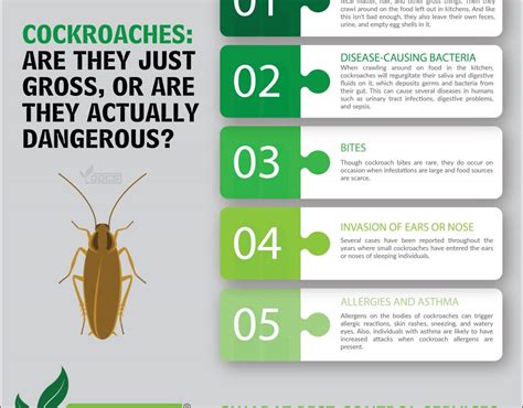 Basic Factors to Cockroach Control - GUJARAT PEST CONTROL SERVICES ...