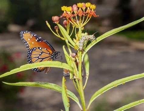 Queen Butterfly & Caterpillar | Focusing on Wildlife