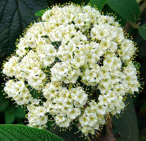 Pin Cushion Flower Photograph by Betty Buller Whitehead - Fine Art America