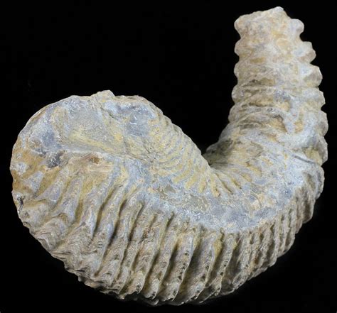 Cretaceous Fossil Oyster (Rastellum) - Madagascar For Sale (#54446 ...