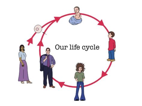 Human Life Cycle Free Games online for kids in Nursery by Theresa Dengler