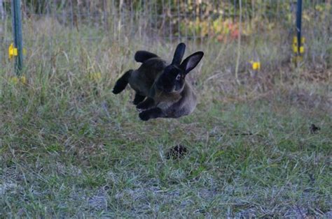 Rabbit binkies Rabbit Binky, Dwarf Bunnies, Bunny Rabbits, Lionhead ...