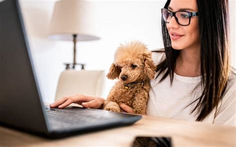 7 Tips for Working From Home With Pets | Karla's Pet Care in Elk Grove, CA