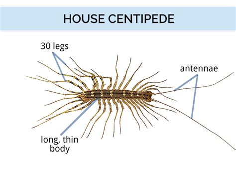 House Centipede Identification Guide