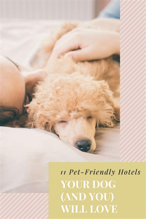 11 Pet-Friendly Hotels Your Dog (and You) Will Love