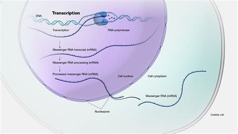 How To Do Dna Transcription