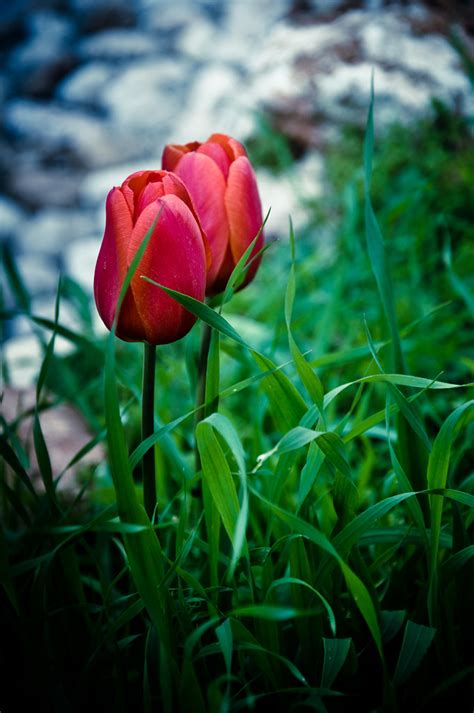 Couple of tulips | Jerusalem botanic gardens | Shay Tal | Flickr