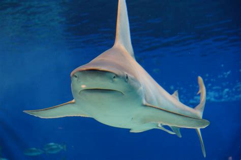 Sea Wonder: Bull Shark | National Marine Sanctuary Foundation