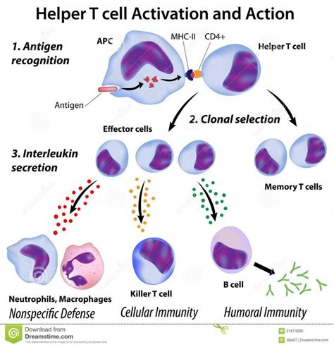 Helper T Cells Function - Christopher-has-Barker