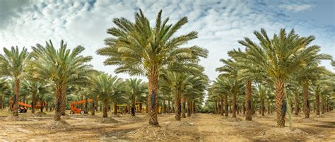 This Saudi Arabian Province is Home to Almost 2 Million Date Palms ...