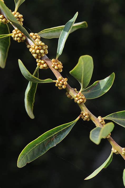 Sideroxylon spinosum L. | Plants of the World Online | Kew Science