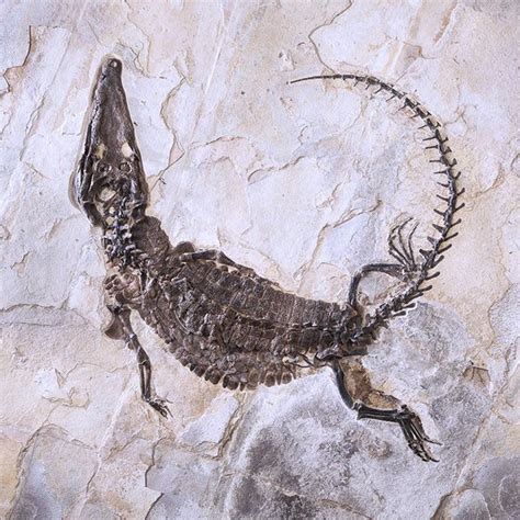 - 51 Million Year Old Fossilized Crocodile -- Green River Formation ...