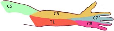 Cervical Nerve Dermatomes Chart