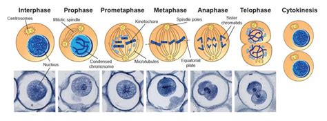 What is Mitosis (Food model of mitosis) - Rs' Science