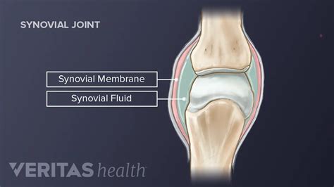 Synovial Membrane