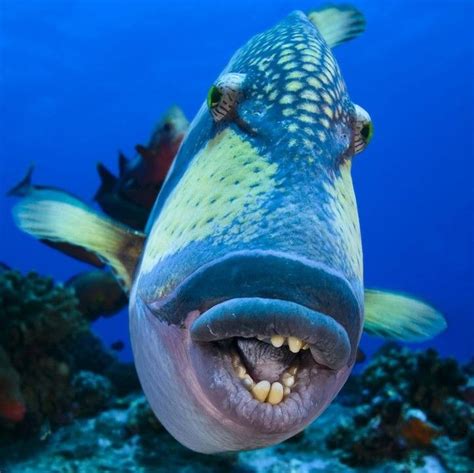 Come face to face with the triggerfish on #FishyFriday! . . . ? Weird ...